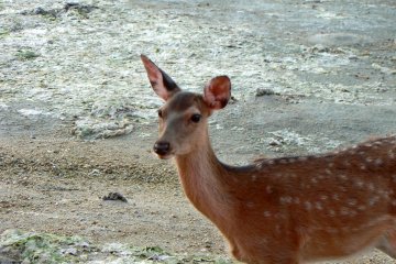 <p>Long neck, big ears, and beautiful eyes</p>