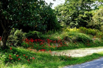 <p>Spider lilies bordering the fields beside the road</p>