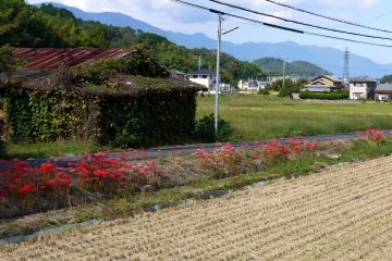 <p>Rice stubble edged with red blooms</p>