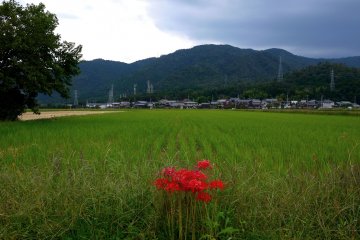 <p>A single clump of red flowers stands out against the green</p>