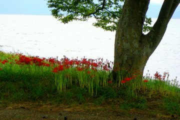 <p>The flowers look particularly beautiful with the lake in the background</p>