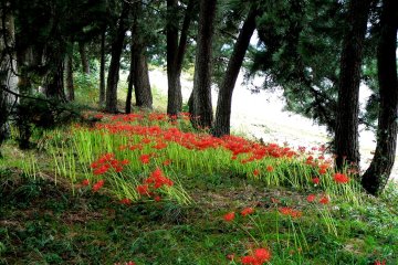 Red Spider Lilies Around Lake Biwa