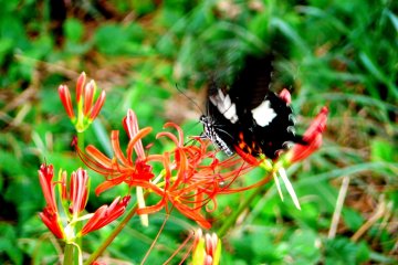 <p>A black and white butterfly attracted by the red flowers</p>