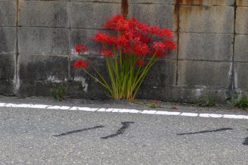 <p>The lilies look delicate, but must be very hardy!</p>