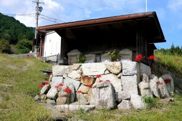 <p>Spider lilies growing around a shrine</p>