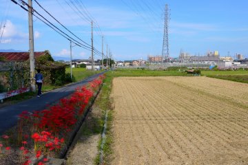 <p>Border of scarlet between rice stubble and road</p>