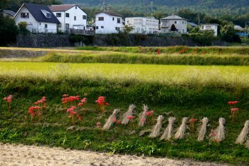 <p>Red blooms among bundles of rice straw</p>