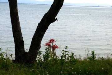 <p>Under a tree by the lake</p>