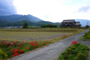 <p>Spider lilies bordering a country road in Takashima</p>