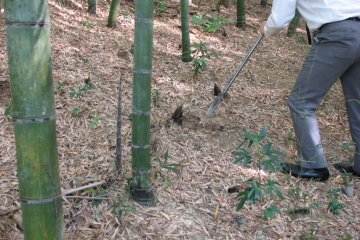 Bamboo harvesting in Mabi Town, Kurashiki City, Okayama Prefecture