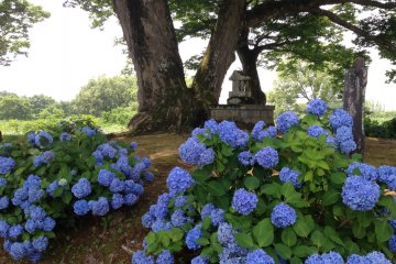 A Tiny Shrine Under a Big Tree