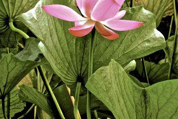 The Japanese Lotus is elegant