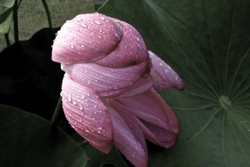 The Japanese Lotus is lovely