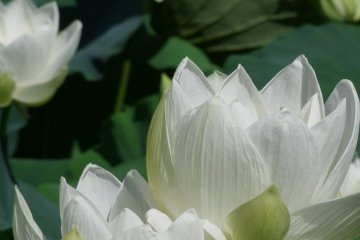 The Japanese Lotus is usually either white, pink, or red