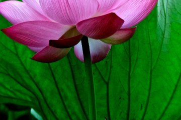 The Japanese Lotus is colorful