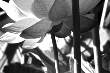 The Japanese Lotus is delicate