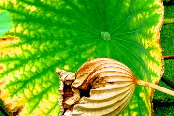 The Japanese Lotus leaves are soft and enormous
