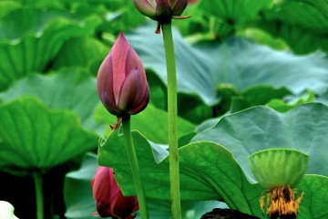 The Japanese Lotus is beautiful, even before it blooms