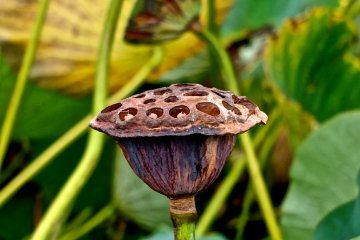 The Japanese Lotus is beautiful, even after it has finished blooming