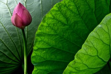 The Japanese Lotus is sophisticated