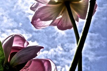 The Japanese Lotus is full of joy and spirit