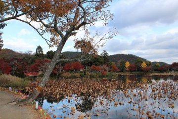 <p>Withered lotus flower petals on the pond on an autumn day</p>