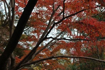 <p>The shadows against autumn leaves provide the perfect contrast</p>