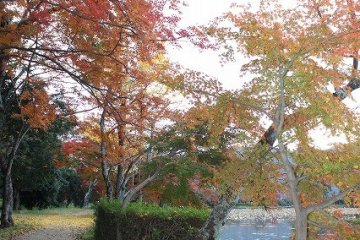 <p>The sun illuminates the reds and yellows of ginkgo tree leaves which have fallen onto the path</p>