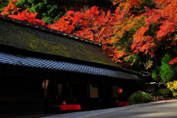 Luscious Okusaga, Kyoto