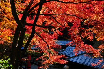 <p>Brilliant red leaves. The view created by sunset beams filtering through these leaves at twilight just takes your breath away</p>