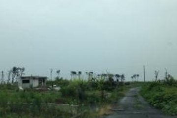 <p>Just a few trees and rubble remain</p>