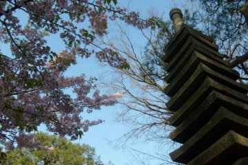 <p>Cherry-blossoms at Happo-en</p>
