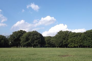 <p>A perfect frisbee&nbsp;spot in Yoyogi Park</p>