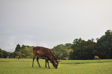 <p>Being this close to 飛火野, you are likely to come by countless zen deers roaming past the hotel entrance.</p>