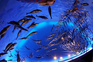 A Day at Enoshima Aquarium