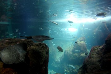 <p>There's many different fish living together including manta rays and sharks in the same tank.&nbsp;</p>