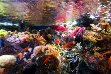 <p>The underwater plants have wonderful shapes and colors.&nbsp;</p>