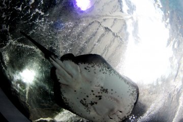 <p>There is an area where the fishes actually swim above you so you can see them from a 3D perspective including their undersides.&nbsp;</p>