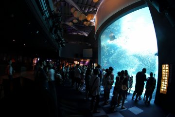 <p>The aquarium is very busy even on a weekday and due to summer vacation many people bring their children to see the fish.&nbsp;</p>
