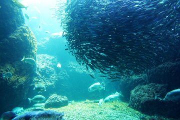<p>Some fish like to relax alone while others can only live if they are surround by their own kind so they form a huge shape made entirely of different fish all swimming the same way in unison.&nbsp;</p>