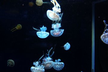 <p>There;s also many beautiful and colorful jellyfish in the aquarium as well.&nbsp;</p>