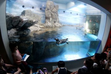 <p>At different times during the day there is a penguin exhibit and show going explaining how the penguins live and what their day to day activities are.&nbsp;</p>