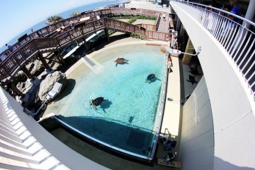 <p>Outside the aquarium you can see many different types of turtles, just make sure not to try to touch them as they will bite you.&nbsp;</p>