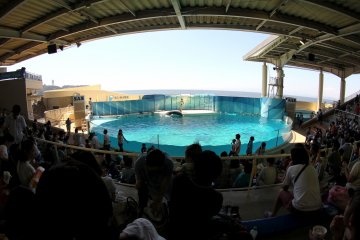 <p>The aquarium also has a covered outdoor stage area where there are dolphin shows every few hour, make sure you come early to get a sit.&nbsp;</p>