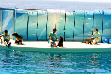 <p>Before the dolphins come to do their acts there's a few minutes in which different seals do tricks and engage with the human trainers live.&nbsp;</p>