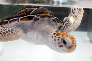<p>The turtles are also in separate tanks and they have different colors and sizes.&nbsp;</p>