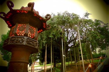 <p>Lit-up gigantic lantern and the weeping cherry tree at the entrance. It must be beautiful in spring</p>