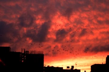 <p>Flying crows in the burning-red sky...how ominous! But the world didn't end on that day!</p>