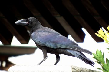 <p>Crow perched on a stone pillar standing in front of Eishoji Temple</p>