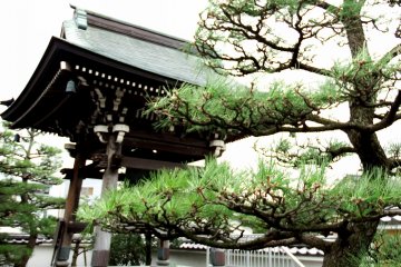 <p>Pine tree and belfry</p>